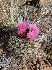 Pediocactus nigrispinus