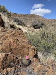 Pediocactus nigrispinus