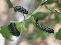 Derospidea brevicollis