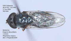 Platycheirus stegnus