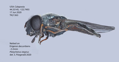 Platycheirus stegnus