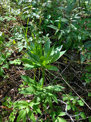 Lilium pardalinum pardalinum