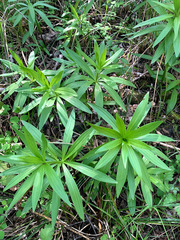 Lilium pardalinum pardalinum