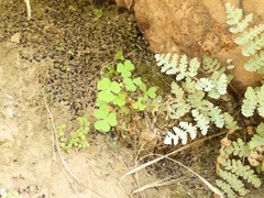 Oxalis californica