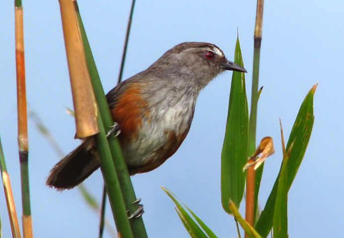 Ashambu Laughingthrush photo