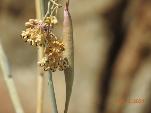 White-stem milkweed (Asclepias albicans)