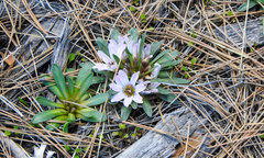Lewisia brachycalyx