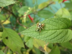 Paraphidippus aurantius