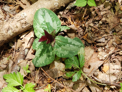 Trillium decumbens