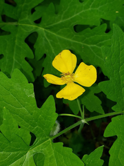 Stylophorum diphyllum