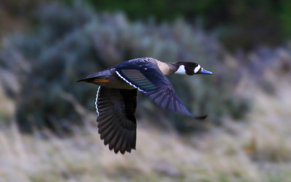 Bronze-Winged Duck