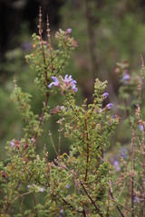 Salvia dentata
