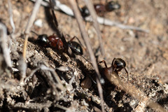 Camponotus vicinus