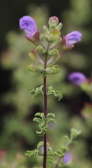 Salvia dentata