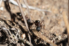 Camponotus vicinus