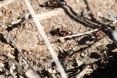 Camponotus vicinus