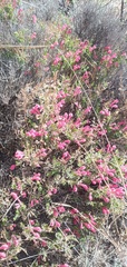 Scutellaria suffrutescens