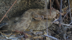 Crotalus mitchellii