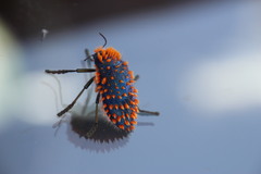 Julodis viridipes