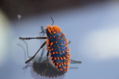 Julodis viridipes