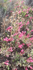 Scutellaria suffrutescens