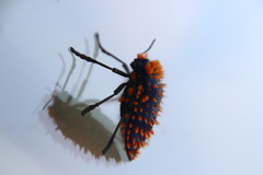 Julodis viridipes