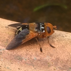 Microtropesa sinuata