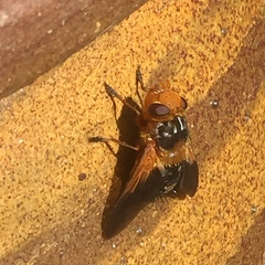 Microtropesa sinuata