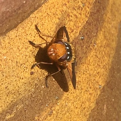 Microtropesa sinuata