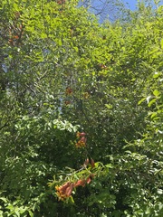 Bignonia capreolata