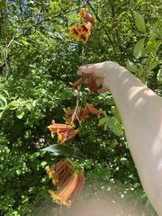 Bignonia capreolata