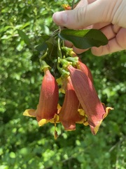 Bignonia capreolata