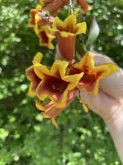 Bignonia capreolata