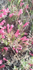 Scutellaria suffrutescens