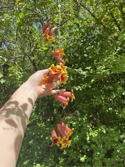Bignonia capreolata