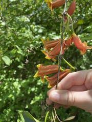 Bignonia capreolata