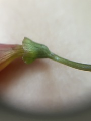 Bignonia capreolata