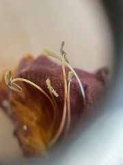 Bignonia capreolata