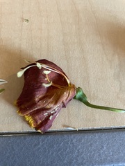 Bignonia capreolata