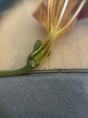 Bignonia capreolata