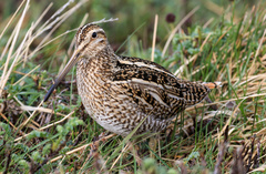 Magellanic Snipe photo 3