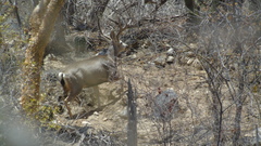 Odocoileus hemionus peninsulae