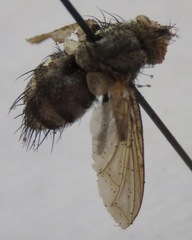 Adejeania