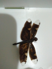 Rhyothemis obsolescens