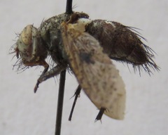 Adejeania