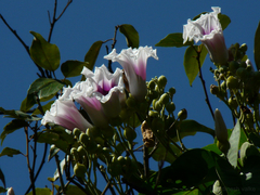 Ipomoea campanulata