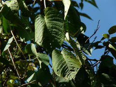 Ipomoea campanulata