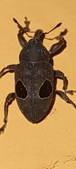 Heilipodus ocellatus