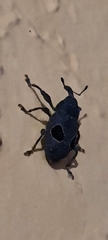 Heilipodus ocellatus