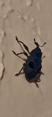 Heilipodus ocellatus